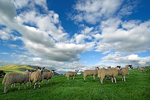 Farm Images